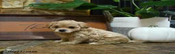 Maltipoo dogs for sale: Xolo - Ad 3