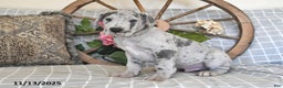 Great Dane dogs for sale: Super Man - Ad 3