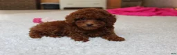Toy Poodle dogs for sale: Mia - Ad 18