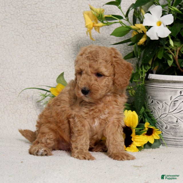 Mini Goldendoodle dogs for sale: Vanessa - Ad 3