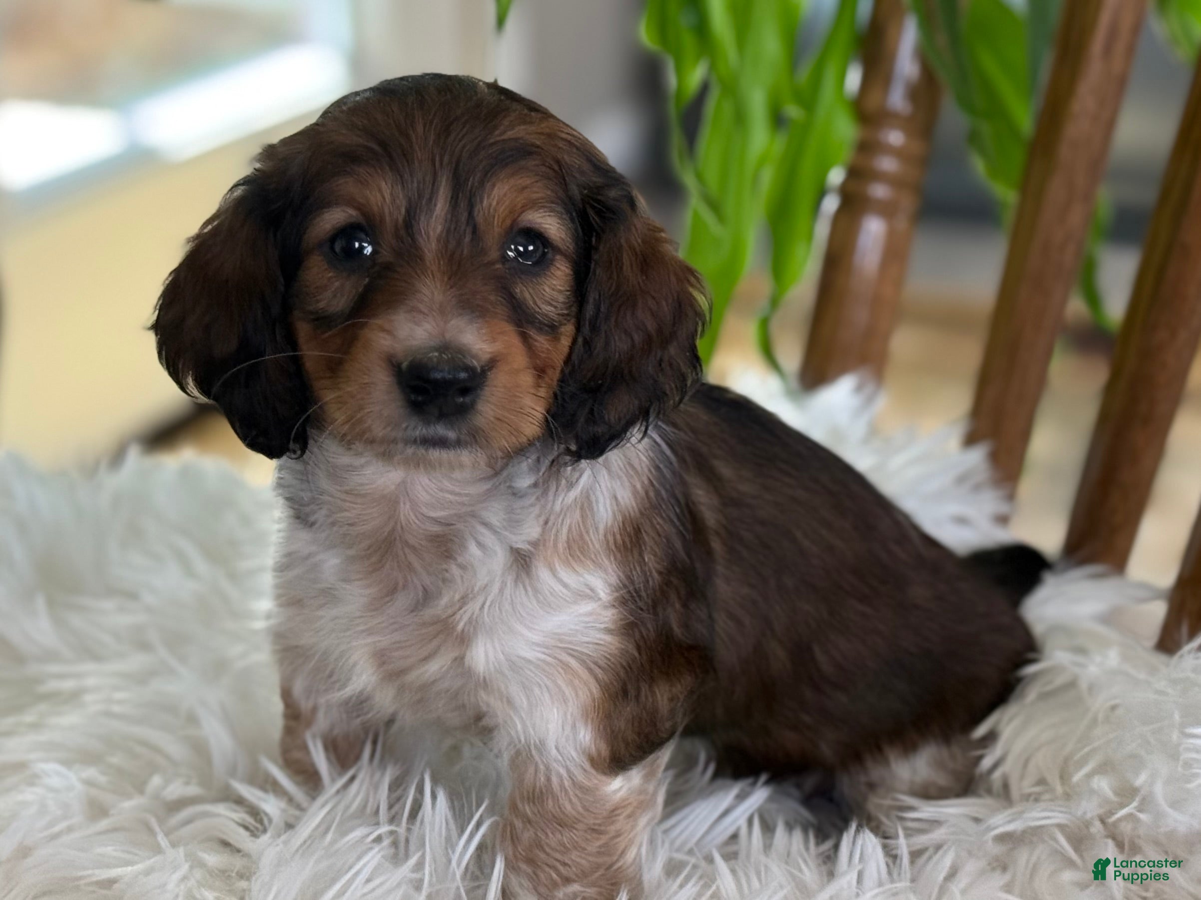 Miniature Dachshund dogs Hazel - Ad 2