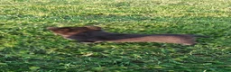 Mixed Breed dogs for sale: Tulip - Ad 6