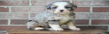 Little Merle 