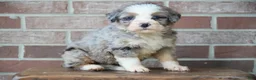 Bernedoodle dogs for sale: Little Merle  - Ad 1