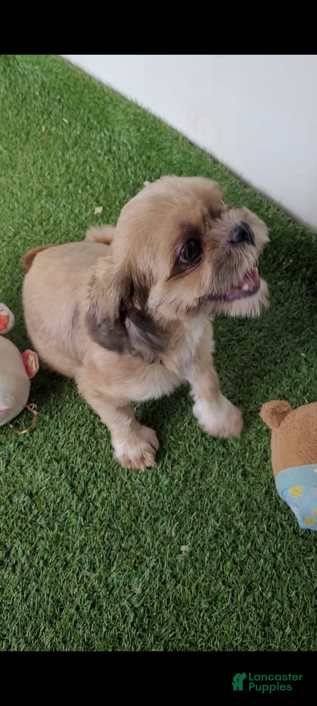 Shih Tzu dogs Oreo - Ad 2