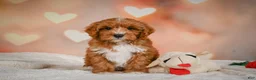 Cavapoo dogs for sale: Claire - Ad 8