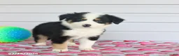 Miniature Australian Shepherd dogs for sale: Arlo - Ad 2