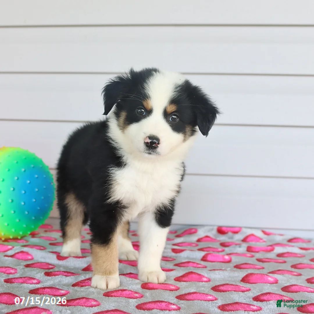 Miniature Australian Shepherd dogs for sale: Arlo - Ad 2
