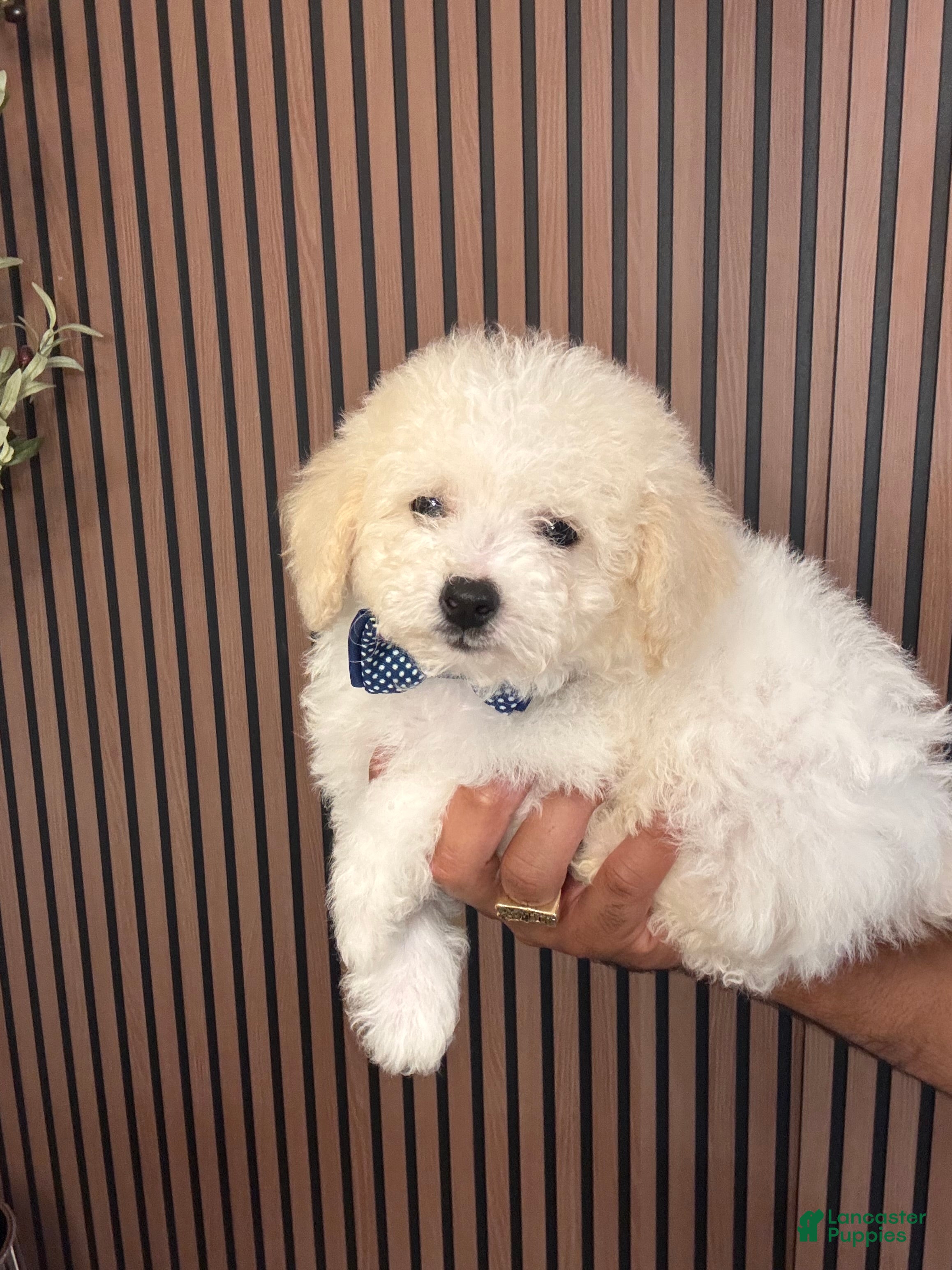Bichpoo dogs Kenzo - Ad 2