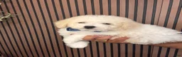 Bichpoo dogs for sale: Kenzo - Ad 2