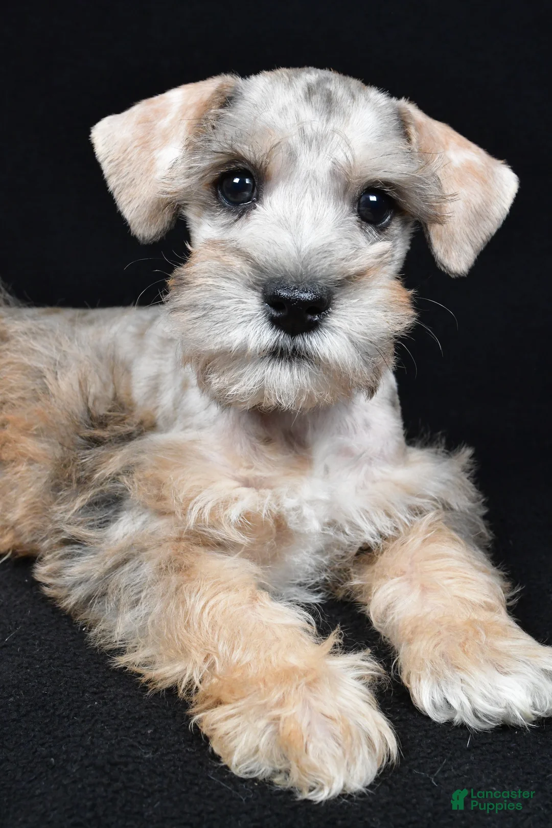 Schnoodle dogs for sale: Mason - Ad 10
