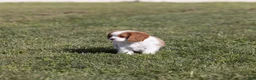Cavalier King Charles Spaniel dogs for sale: Cheers - Ad 3