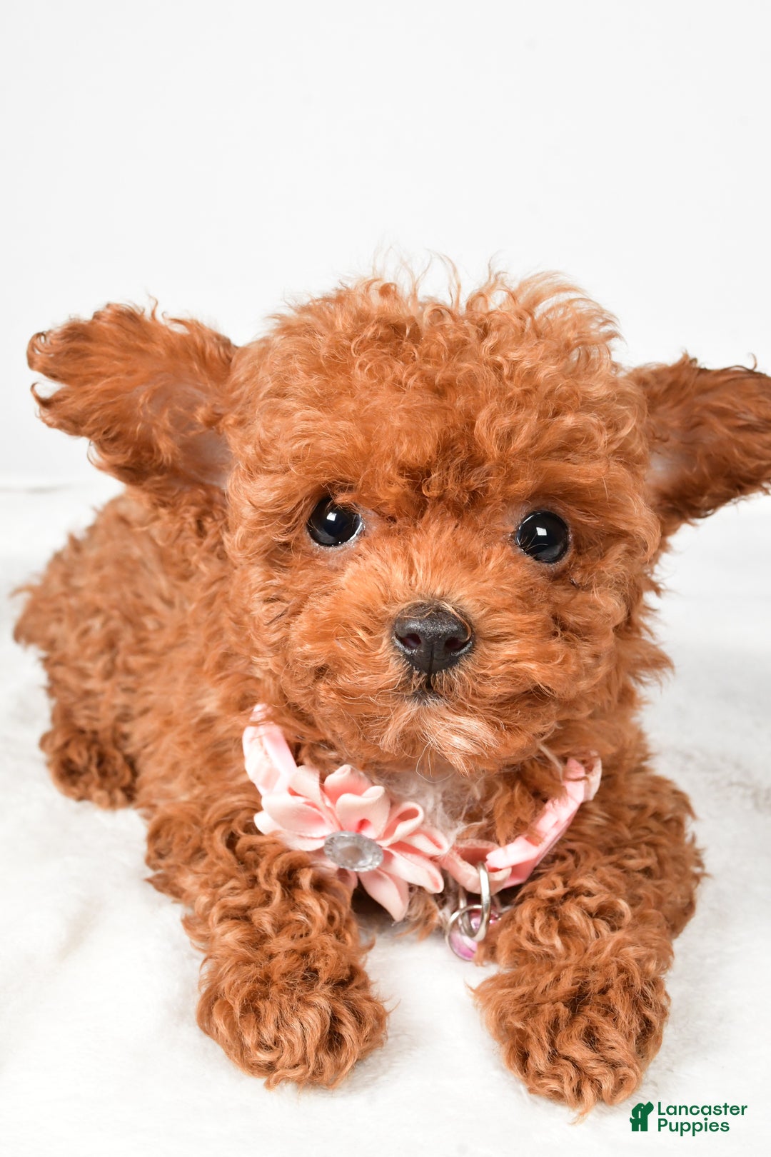 Toy Poodle dogs for sale: Emmy - Ad 3