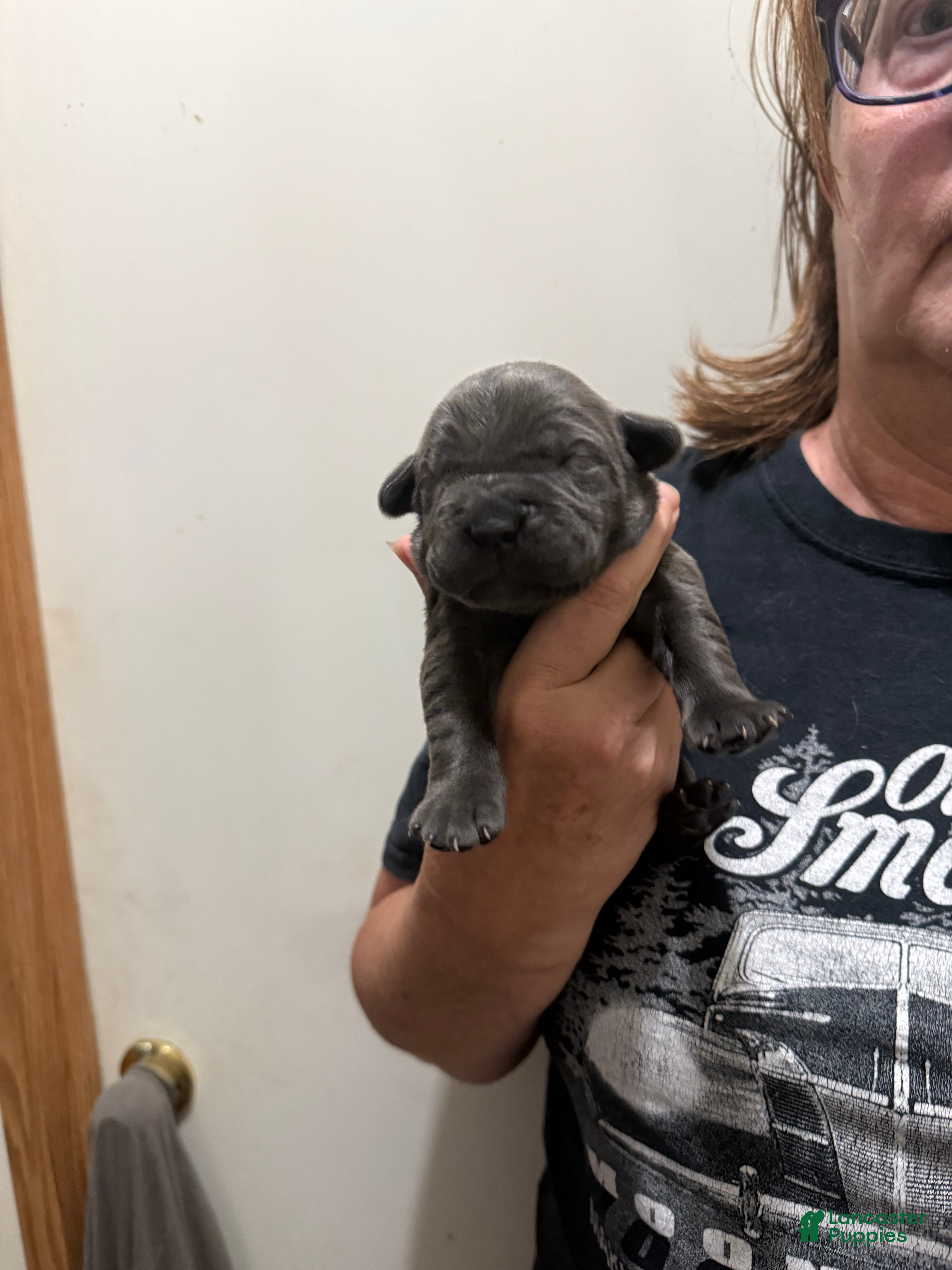 Cane Corso dogs Cane Corso 1 Gray/Blue - Ad 2