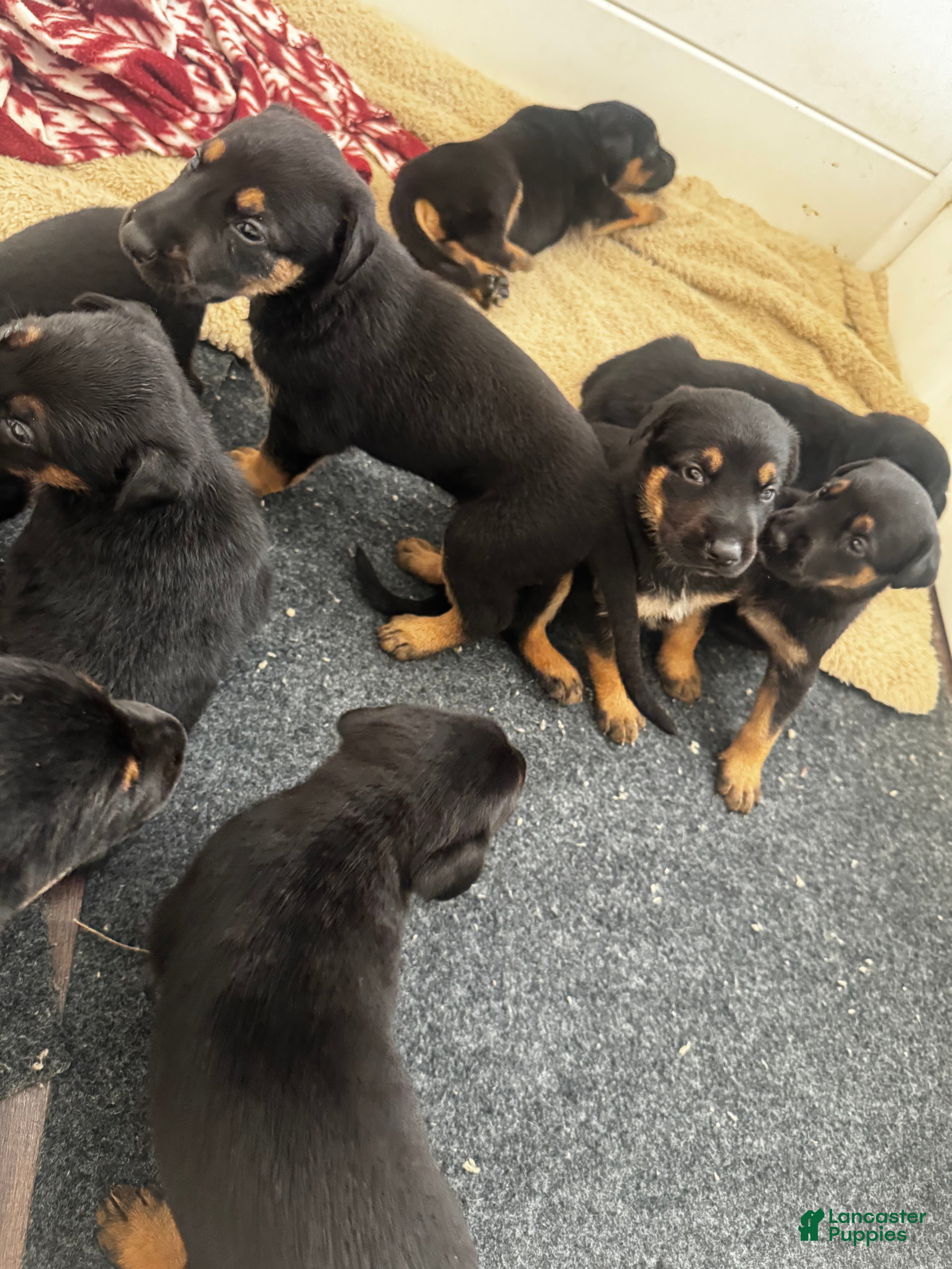 Mixed Breed dogs Mixed Breed 7 - Ad 9