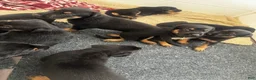 Mixed Breed dogs for sale: Mixed Breed 7 - Ad 1