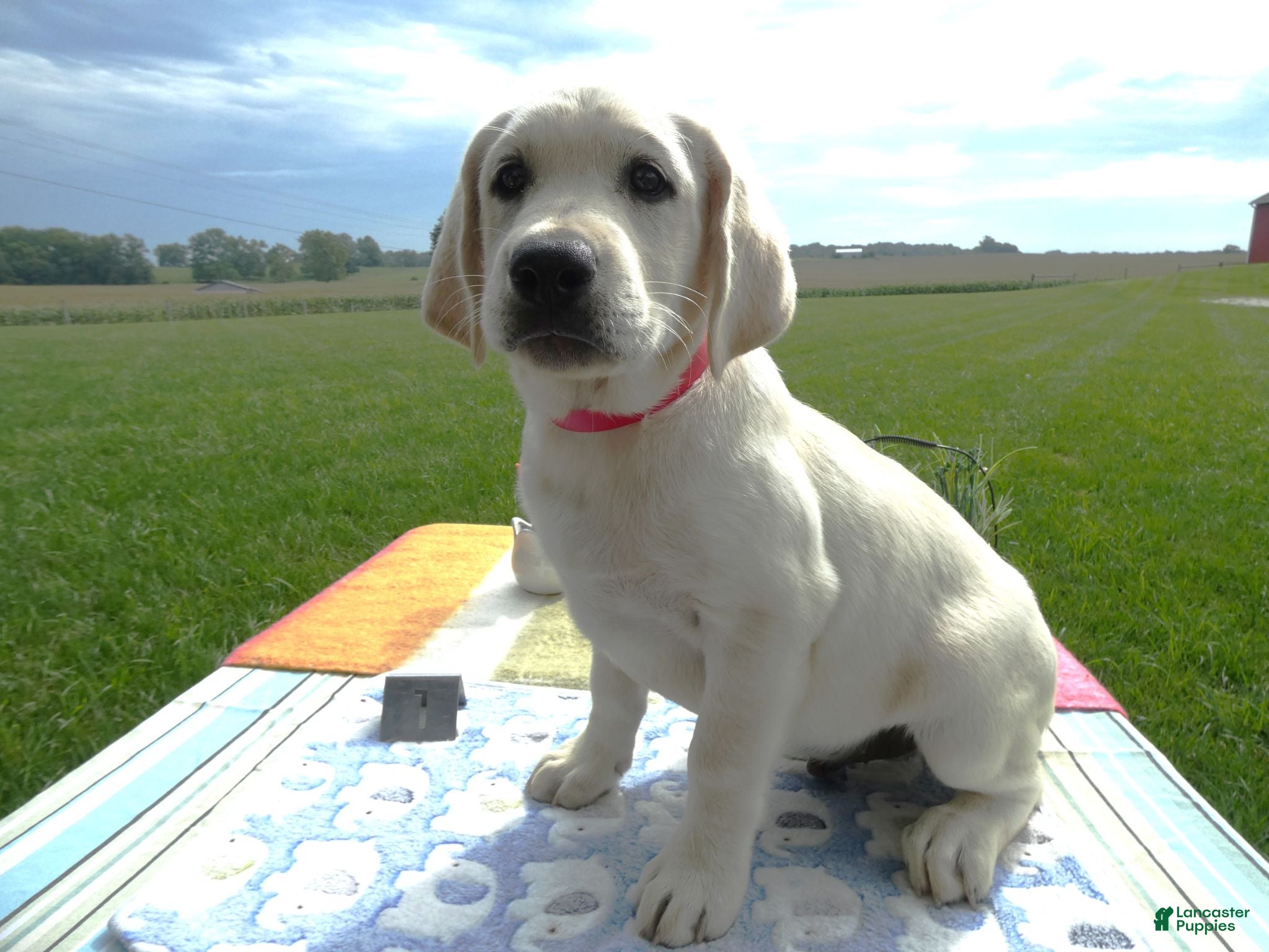 Labrador Retriever dogs Labrador Retriever 1 Bedford - Ad 38