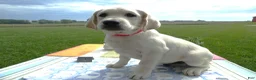 Labrador Retriever dogs for sale: Labrador Retriever 1 Bedford - Ad 1