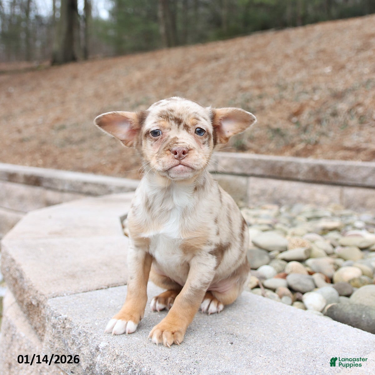 Mixed Breed dogs Mia  - Ad 4