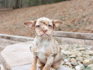 Mixed Breed dogs Mia - Ad 32