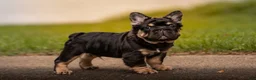 French Bulldog dogs for sale: T-Bone - Ad 4