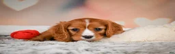 Cavapoo dogs for sale: DUKE - Ad 8