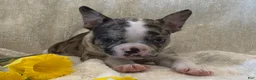 Frenchton dogs for sale: Carly - Ad 3