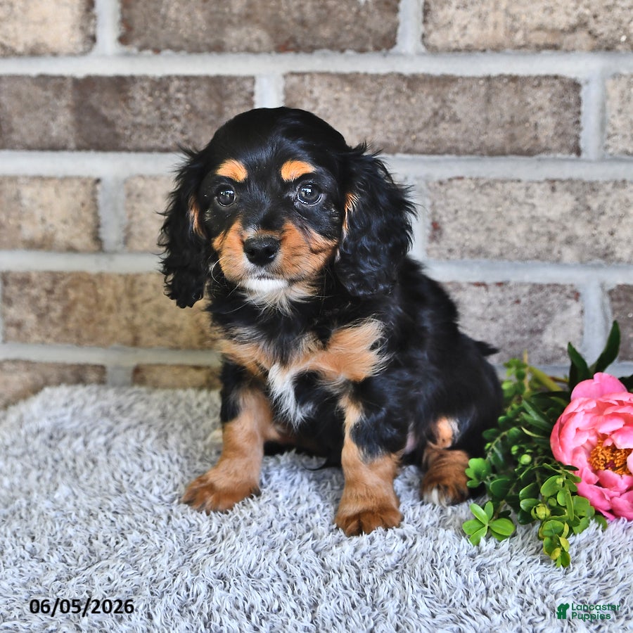 Cavachon dogs Benji - Ad 1