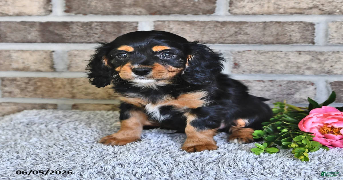cavachon-puppies-for-sale-in-richmond-virginia-lancaster-puppies