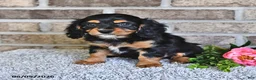 Cavachon dogs for sale: Benji - Ad 1