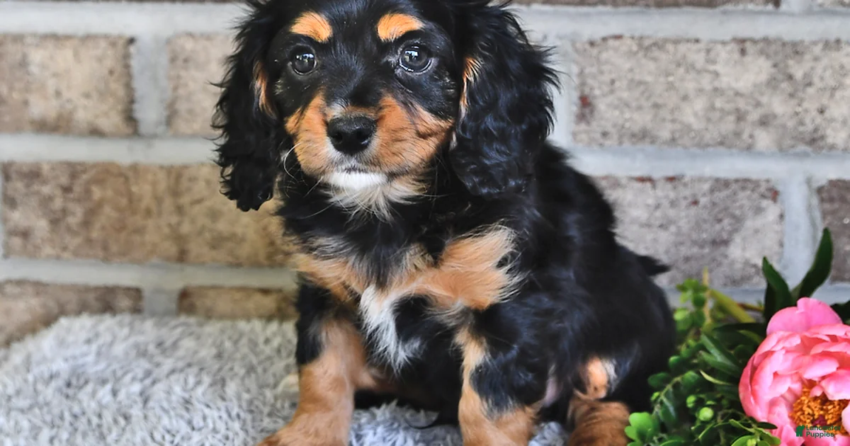 Cavachon Puppies For Sale In Richmond Virginia Lancaster Puppies cavachon-puppies-for-sale-in-richmond-virginia-lancaster-puppies