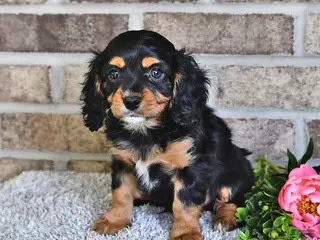 Cavachon dogs for sale: Benji - Ad 4