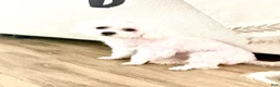 Maltese dogs for sale: Maltese 1 - Ad 3