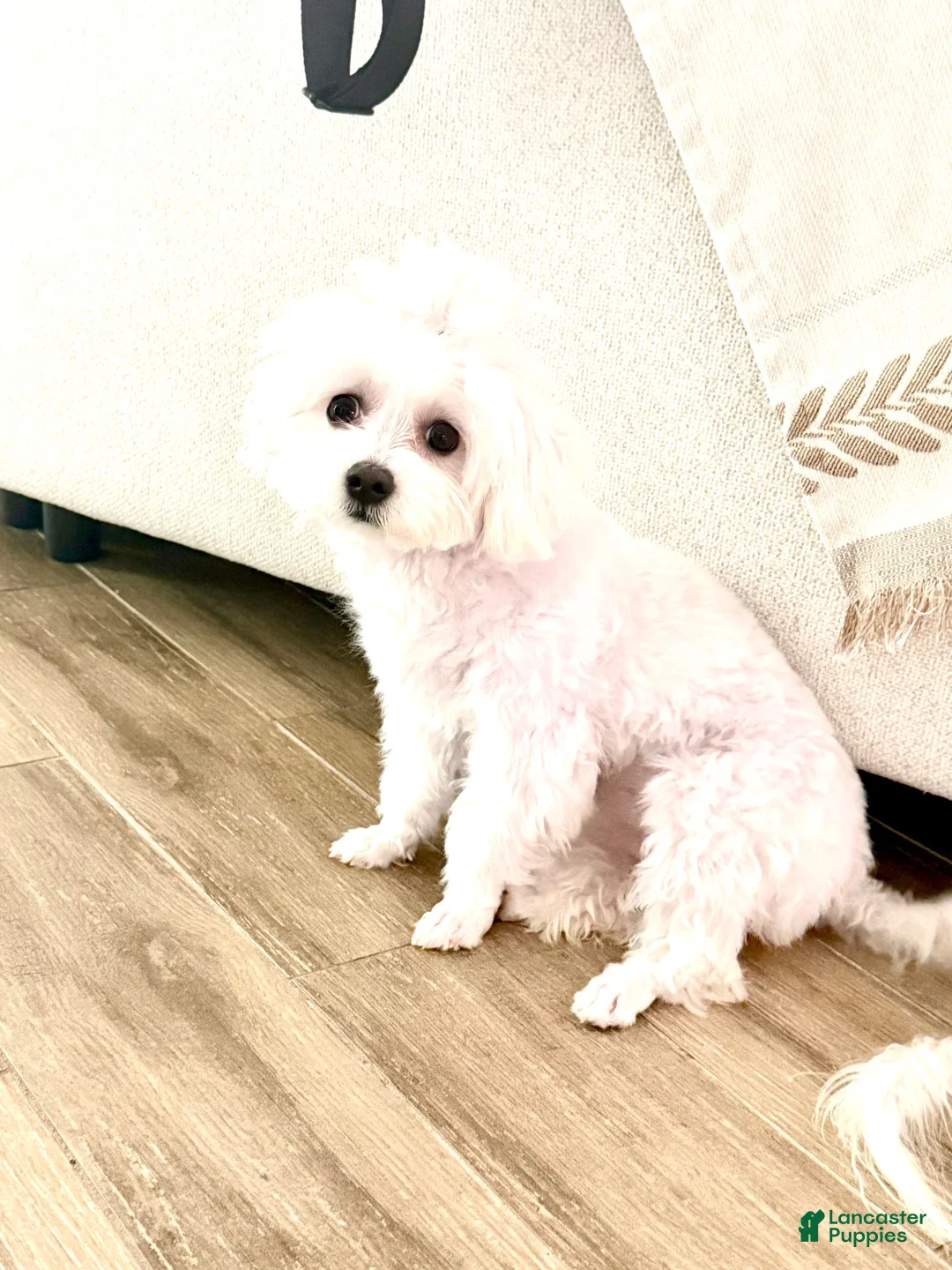 Maltese dogs for sale: Maltese 1 - Ad 3