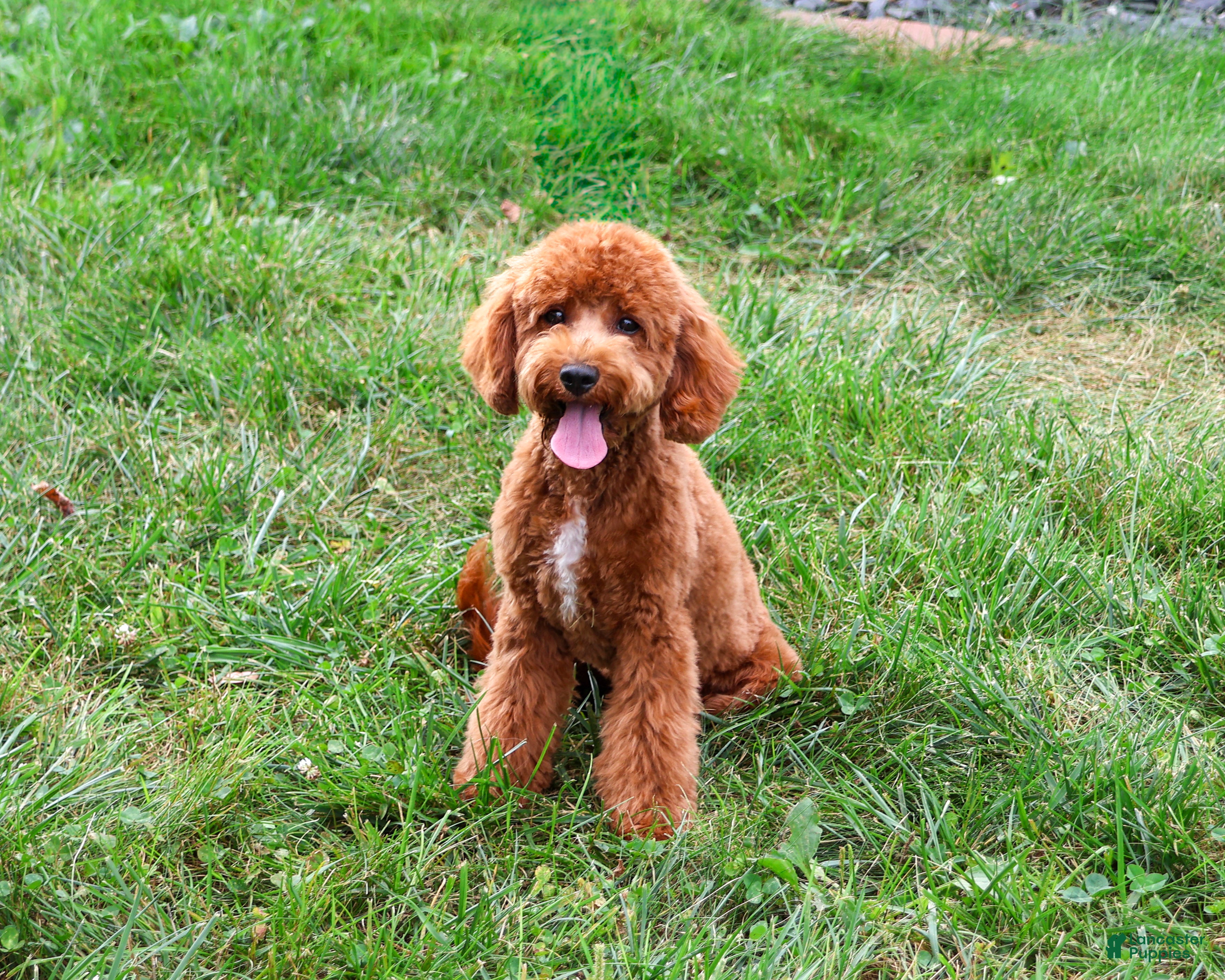 Cavapoo dogs Matilda - Ad 1