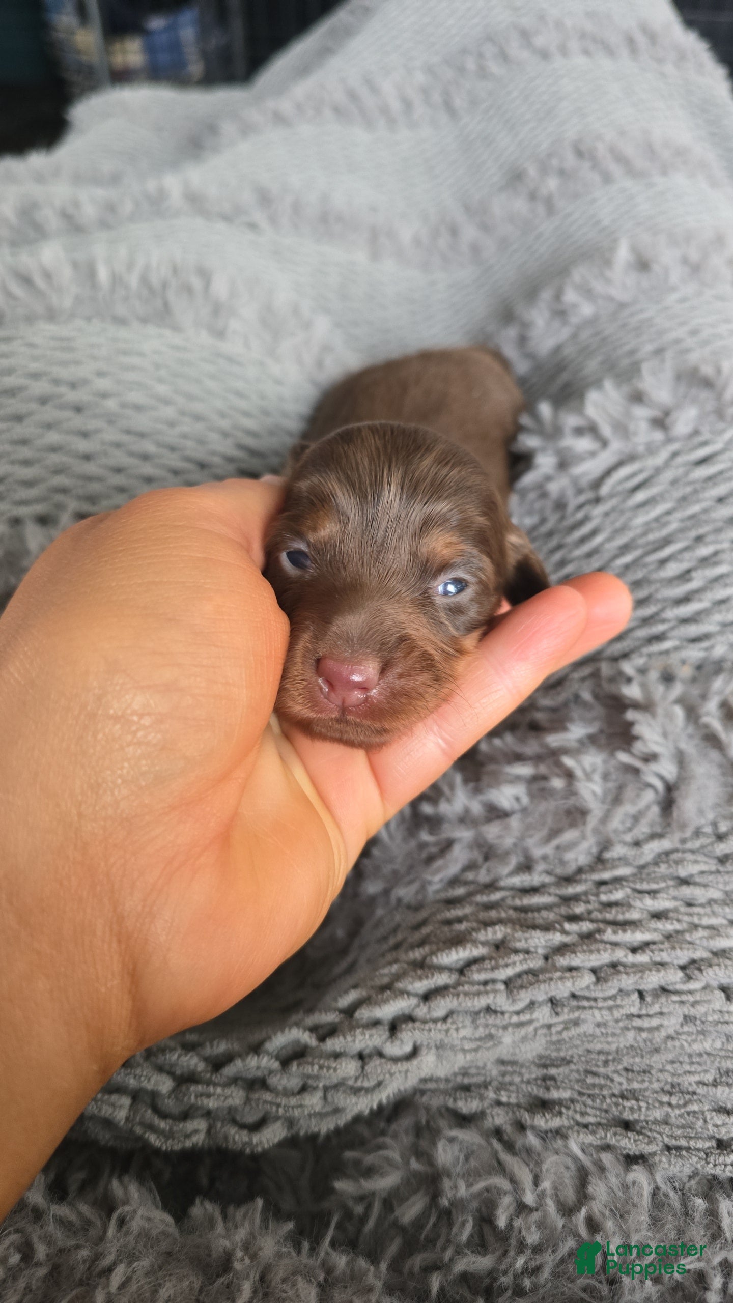 Mixed Breed dogs Isabella - Ad 5