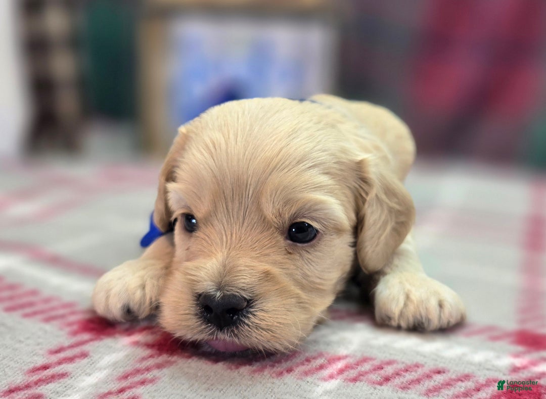 Cockapoo dogs for sale: Lieutenant Pete - Ad 38