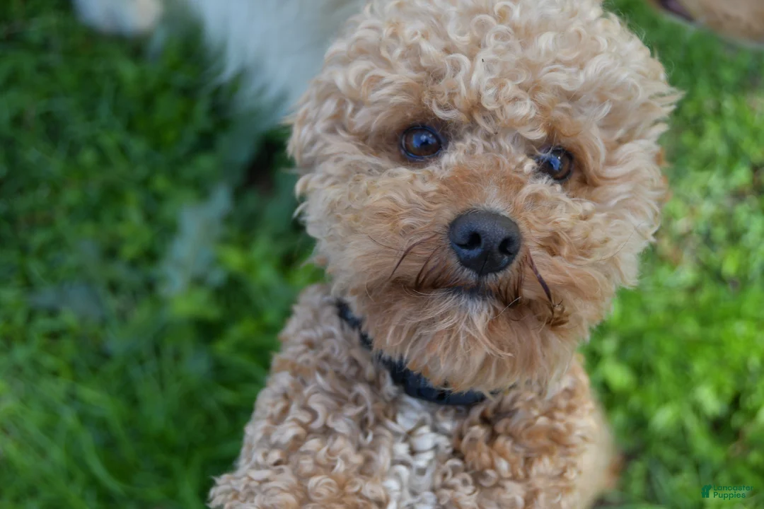 Aussiedoodle dogs for sale: Porkie - Ad 2