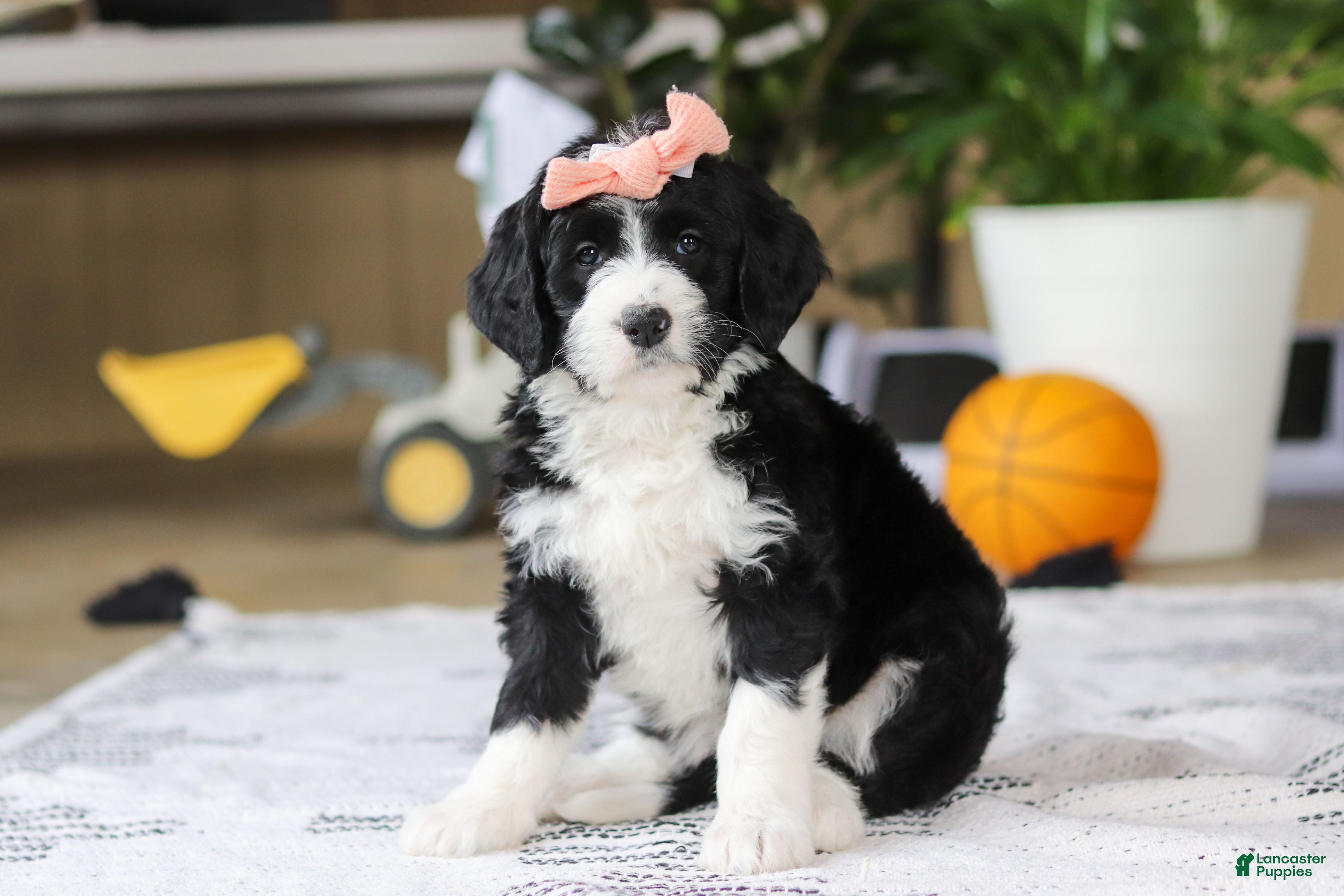 Bernedoodle dogs Julia - Ad 34