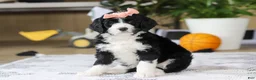 Bernedoodle dogs for sale: Julia - Ad 1