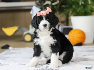 Bernedoodle dogs Julia - Ad 34