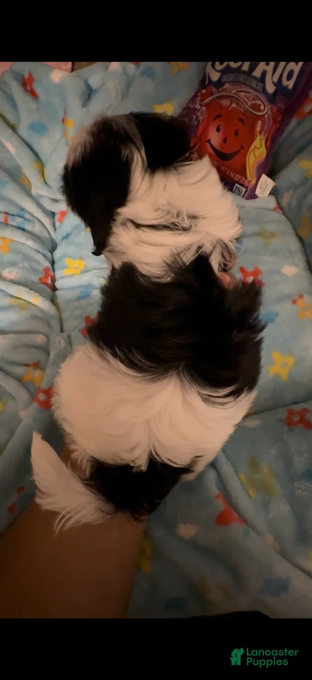 Shih Tzu dogs for sale: Shih Tzu Puppy 2 - Ad 2