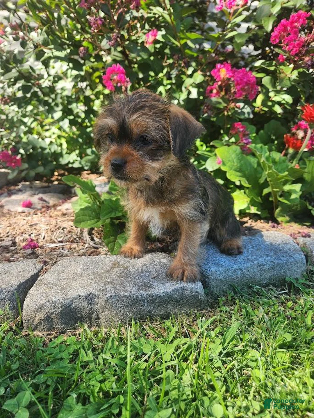 Shorkie dogs for sale: Theo - Ad 2