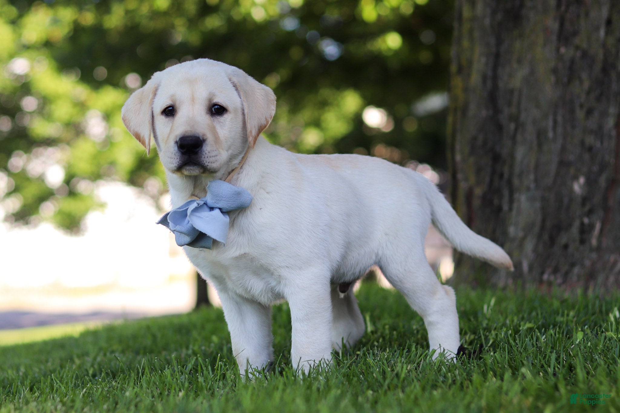 Labrador Retriever dogs for sale: Bert - Ad 5