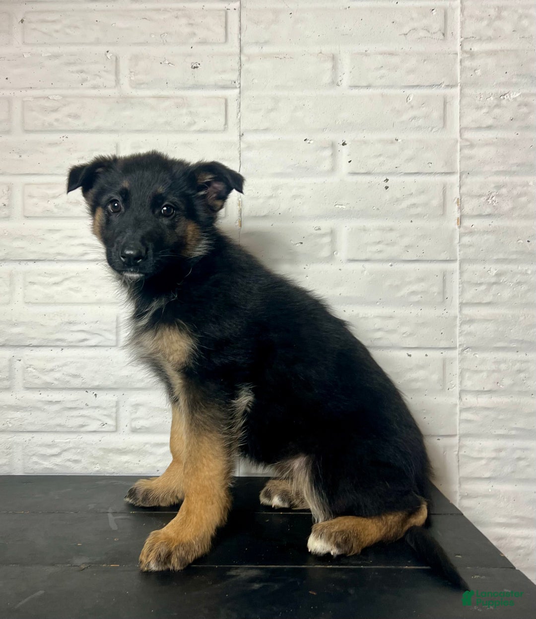 German Shepherd dogs for sale: Dolly - Ad 4