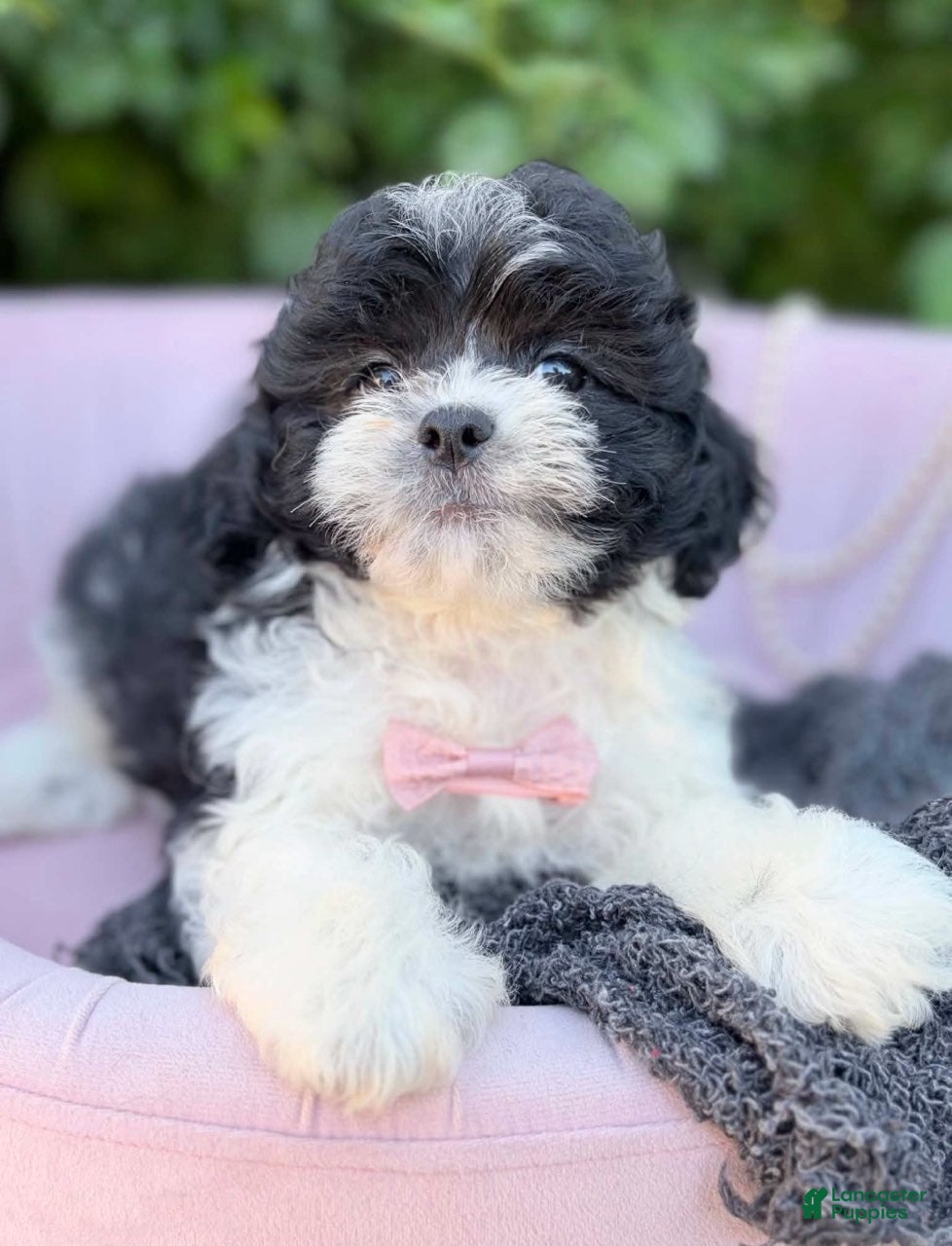 Shihpoo dogs Vincent - Ad 2