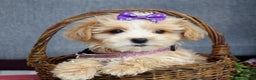 Maltipoo dogs for sale: Flo  - Ad 4