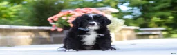 Bernedoodle dogs for sale: Blake - Ad 3