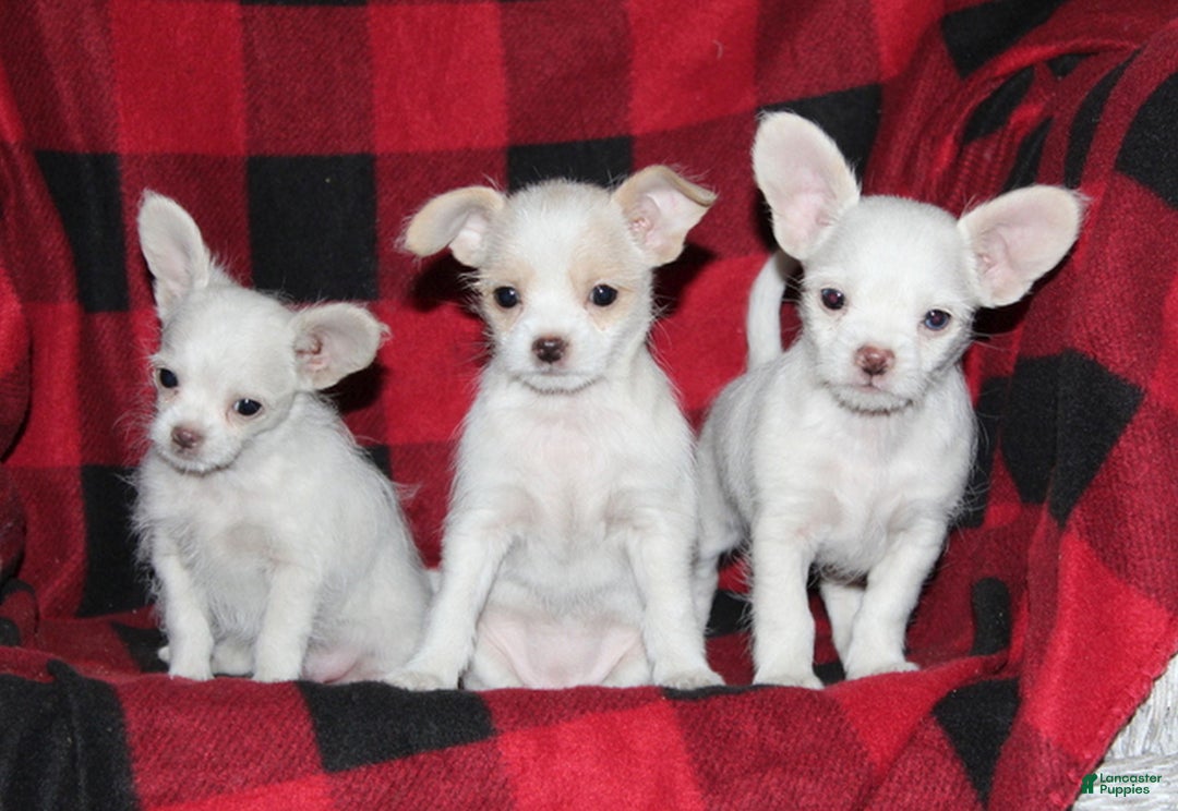 Mixed Breed dogs for sale: Rascal  - Ad 3