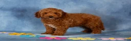 Cockapoo dogs for sale: Patrick - Ad 4